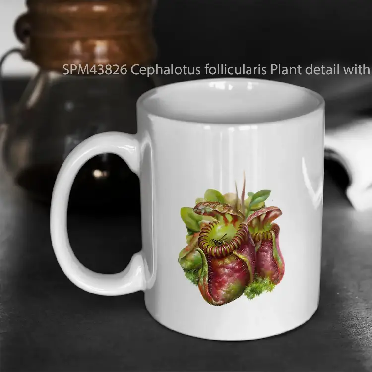 SPM43826 Cephalotus follicularis Plant detail with a trapped insect Gelas Keramik Supermug